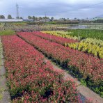 Červienka Fraserova (Photinia × fraseri) ´RED ROBIN´ - výška 20-30 cm, kont. C2L